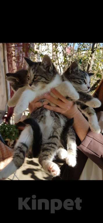 Кошки в других городах Краснодарского края: Котенок Девочка, Бесплатно - фото 1