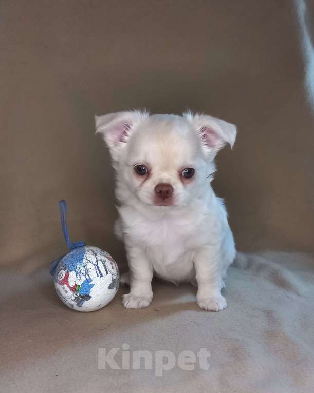 Собаки в Новосибирске: Чихуахуа снежная и очень нежная малышка Девочка, Бесплатно - фото 5