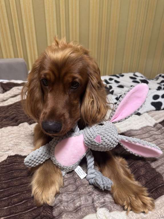 Собаки в Москве: Бусинку в добрые руки Мальчик, Бесплатно - фото 2