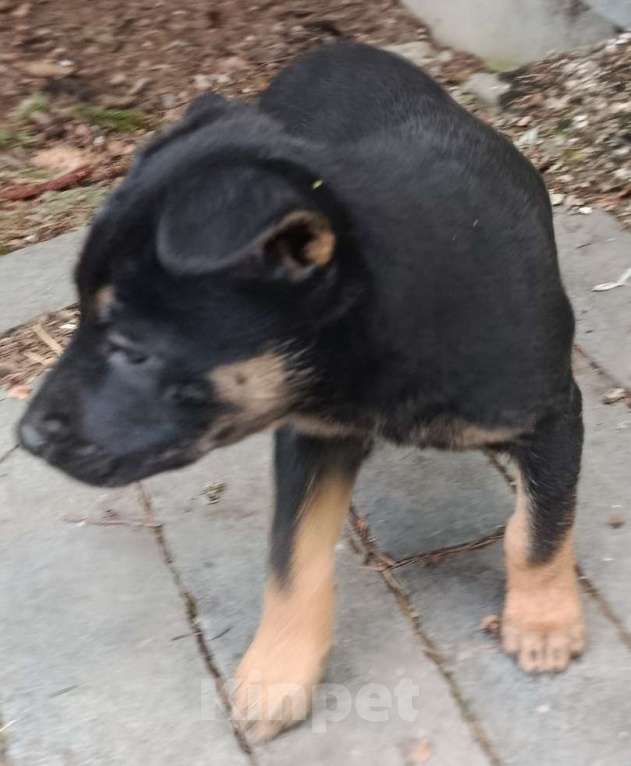 Собаки в Химках: Отдам щенка в добрые руки Девочка, Бесплатно - фото 2