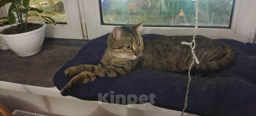 Кошки в Люберцах: Кот в добрые руки Мальчик, Бесплатно - фото 4