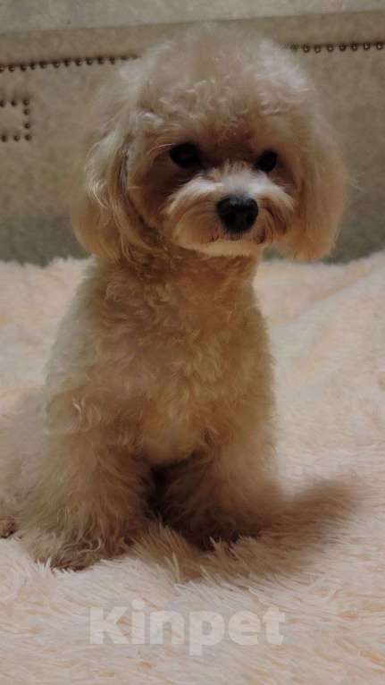 Собаки в Москве: Мальтипу F1 Мальчик, 55 000 руб. - фото 1