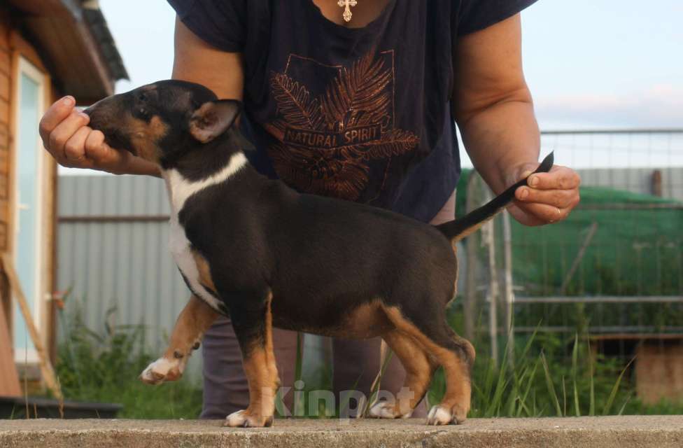 Собаки в Всеволожске: ММ МОККАЧИНА ШОКОЛАДНЫЙ ЛАТТЕ Девочка, Бесплатно - фото 6