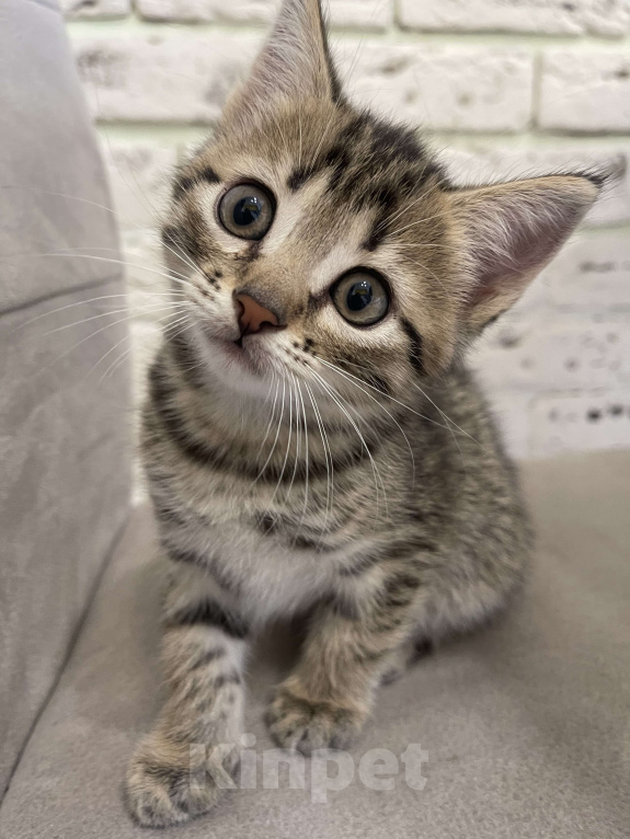 Кошки в других городах Московской области: Котенок шотландский (помесь) Мальчик, 2 000 руб. - фото 8