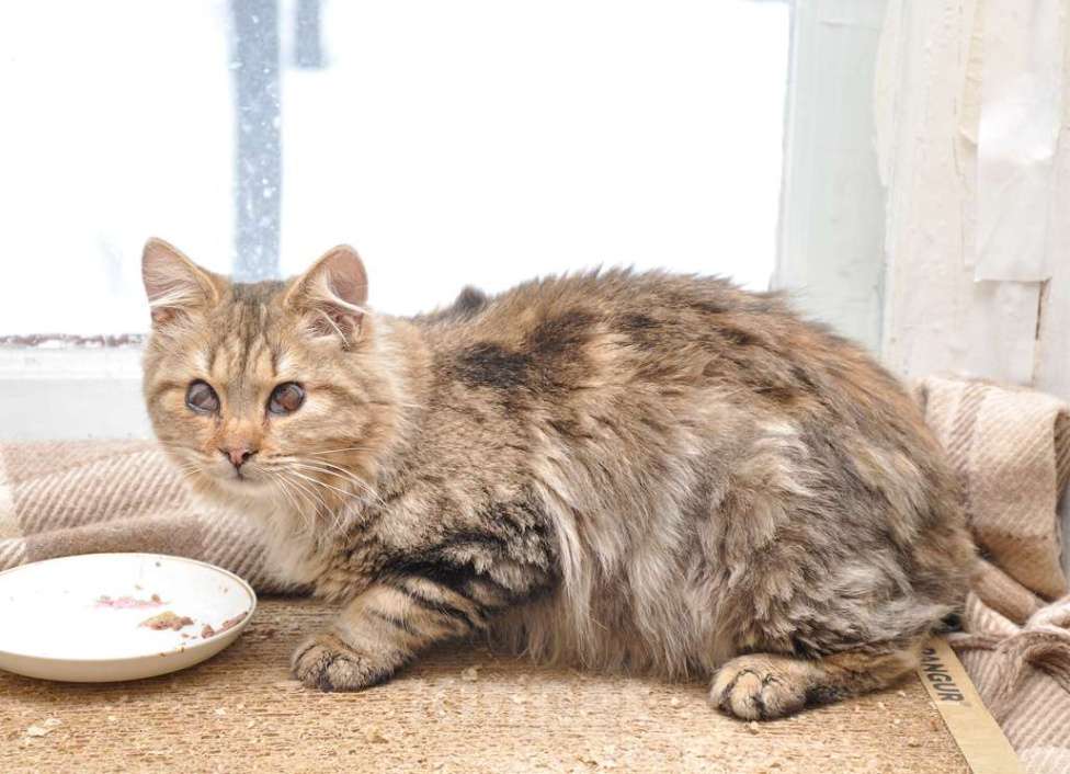 Кошки в Москве: Пушистик Бориска Мальчик, Бесплатно - фото 2