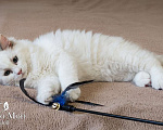 Кошки в Пензе: Котёнок девочка породы Рэгдолл - Bella Девочка, 65 000 руб. - фото 6