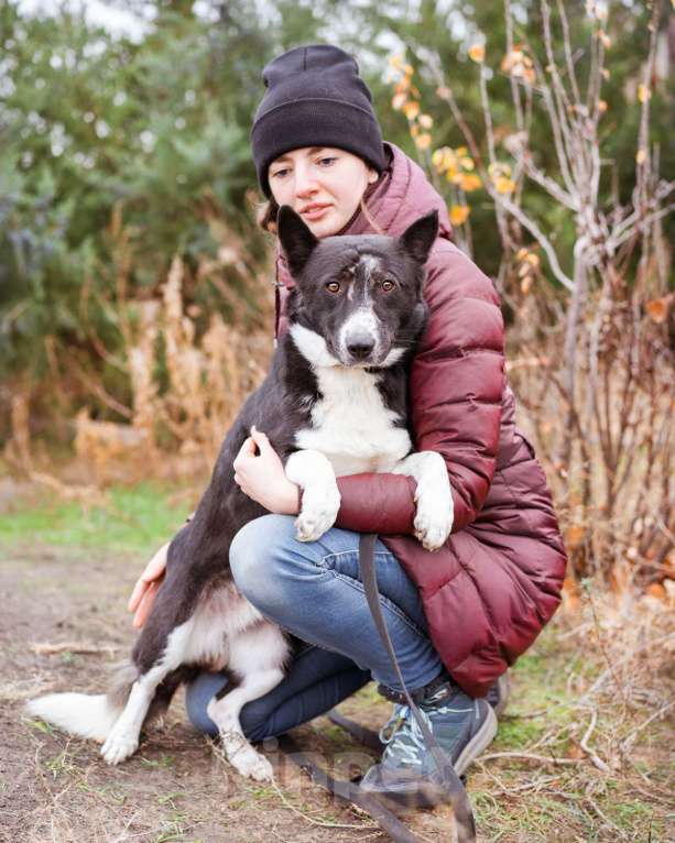 Собаки в Москве: Метис корги, собака из приюта в дар Мальчик, Бесплатно - фото 7