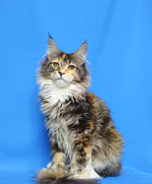 Кошки в Москве: Котёнок Мейн-кун полидакт Девочка, 80 000 руб. - фото 5