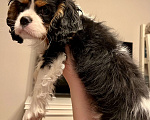 Собаки в Барнауле: Щенок Кавалер Кинг Чарльз Спаниель Мальчик, 90 000 руб. - фото 4