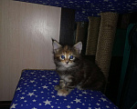 Кошки в Нововоронеже: Котята мейн-кун, 10 000 руб. - фото 3