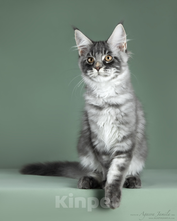 Кошки в Видном: Котенок мейн-кун - настоящее чудо с кисточками! Мальчик, 50 000 руб. - фото 4