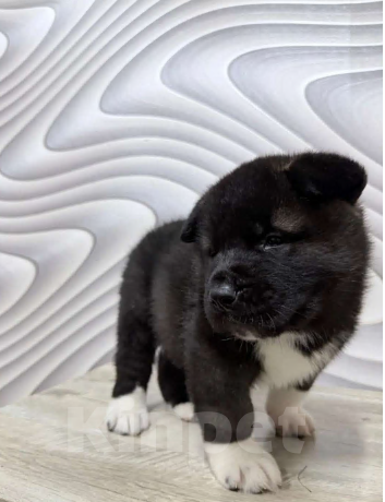 Собаки в Пласте: Щенки два месяца Мальчик, Бесплатно - фото 3