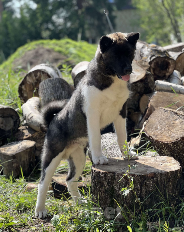 Собаки в Дубне: Щенок американской акиты Мальчик, 30 000 руб. - фото 3