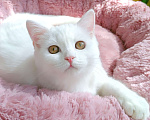 Кошки в Самаре: Кот скоттиш-страйт белый Мальчик, Бесплатно - фото 1
