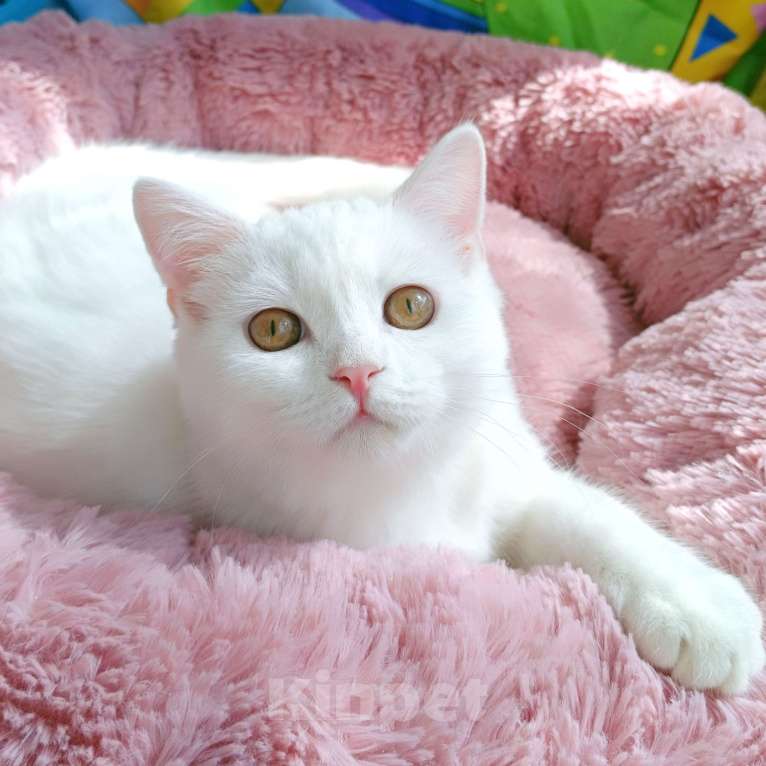 Кошки в Самаре: Кот скоттиш-страйт белый Мальчик, Бесплатно - фото 1