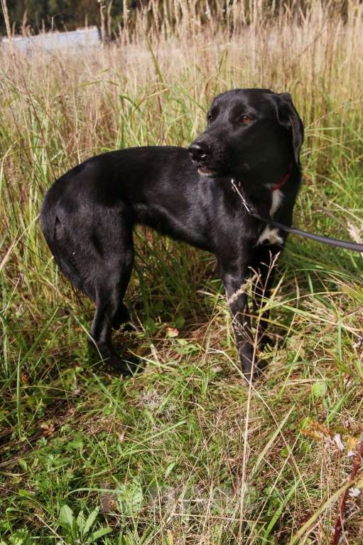 Собаки в Москве: Берта Девочка, Бесплатно - фото 13