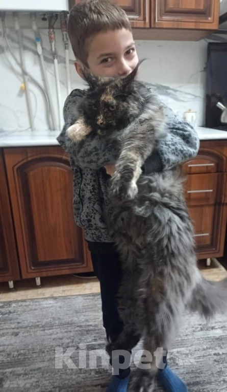 Кошки в Москве: Огромные Мейн куны  Мальчик, 65 000 руб. - фото 8