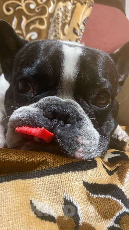Собаки в Костроме: Щенок французского бульдога  Девочка, 35 000 руб. - фото 5