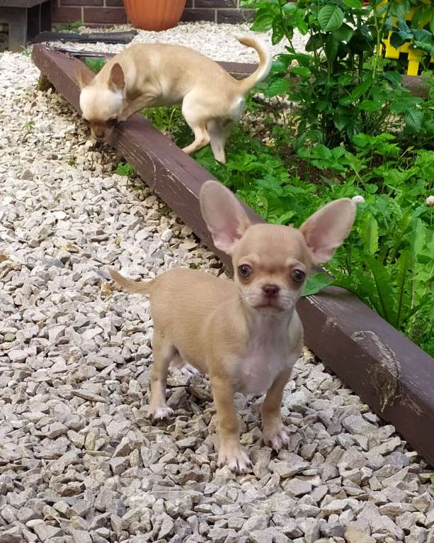 Собаки в Москве: красивый рыжий мальчик гш чихуахуа Мальчик, 45 000 руб. - фото 10