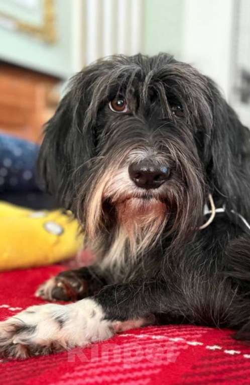 Собаки в Москве: Красотка Люси в дар Девочка, Бесплатно - фото 4