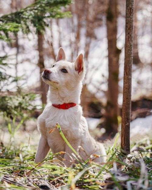 Собаки в Москве: Бесподобный домашний щенок Пилот ищет дом Мальчик, Бесплатно - фото 4