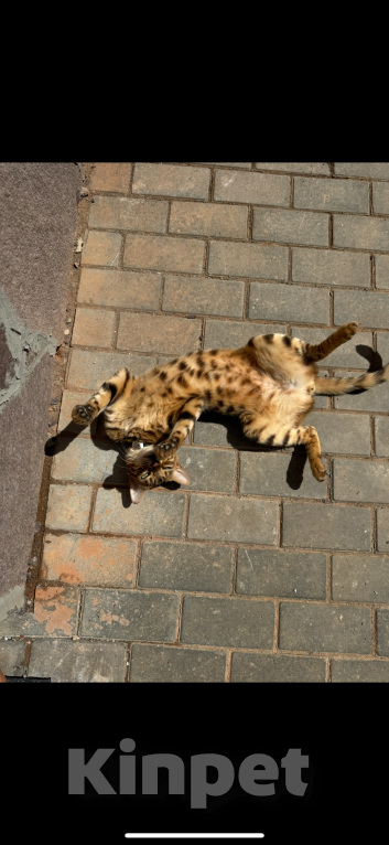 Кошки в Ижевске: Бенгальский Симба  Мальчик, 1 000 руб. - фото 5