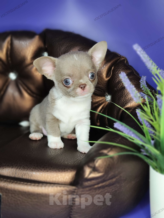 Собаки в Москве: Лиловые чудо мальчик чихуахуа  Мальчик, 45 000 руб. - фото 2