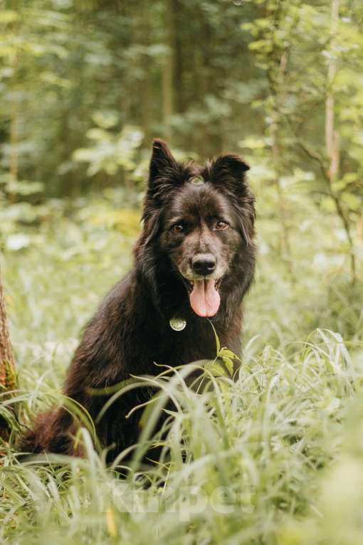 Собаки в Москве: Тихая Сакура ищет дом! Девочка, Бесплатно - фото 7