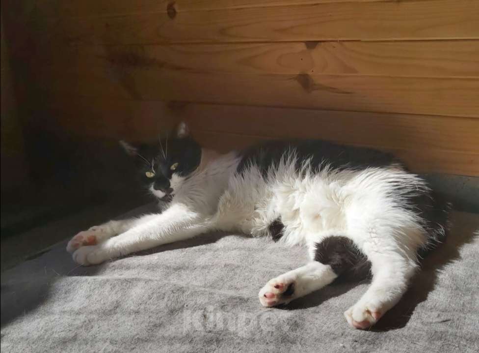 Кошки в Красногорске: 1500 дней в ожидании чуда... Девочка, 1 руб. - фото 2