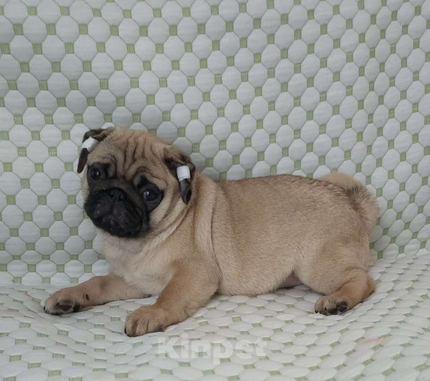 Собаки в Москве: Беж мальчик с док-ми РКФ Мальчик, 50 000 руб. - фото 2