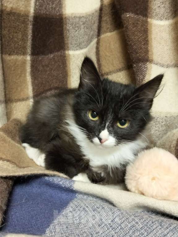 Кошки в Москве: Котёнок в добрые руки Мальчик, Бесплатно - фото 2