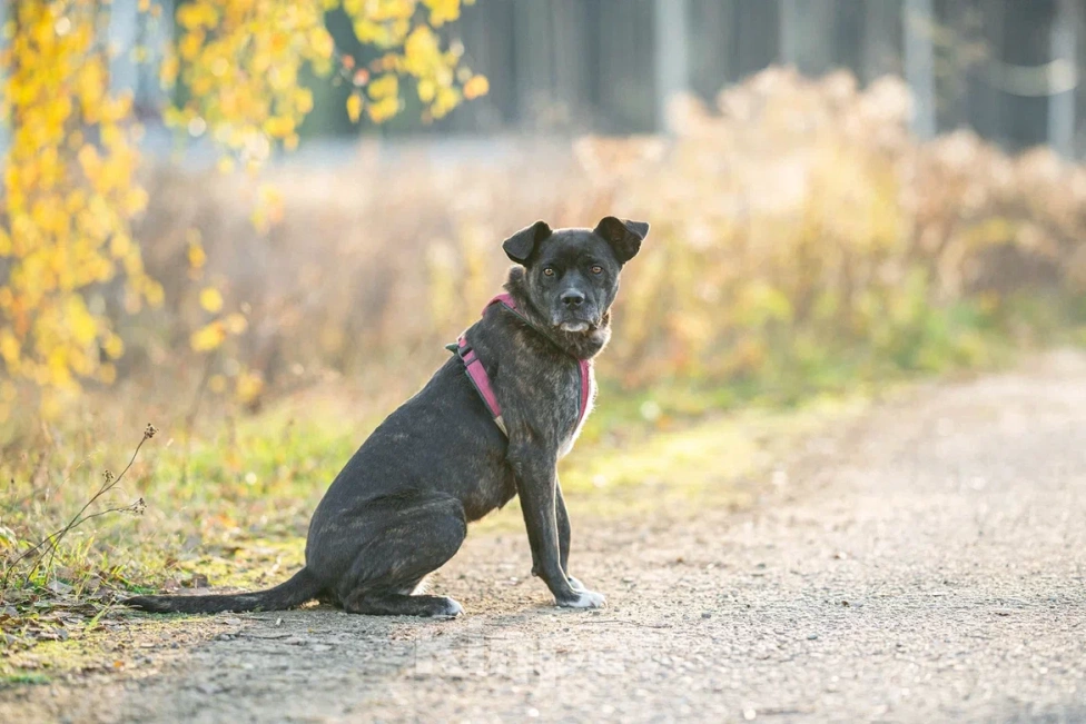 Собаки в Москве: Добрячка Кора Девочка, Бесплатно - фото 5