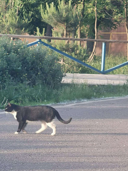 Объявление: Потерялась кошка , 3 000 руб., Москва