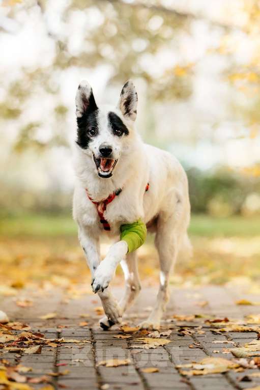 Собаки в Москве: Обаятельный аферист в поисках дома! Мальчик, Бесплатно - фото 7