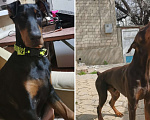 Собаки в Анапе: Самым лучшим хозяевам Мальчик, 30 000 руб. - фото 1