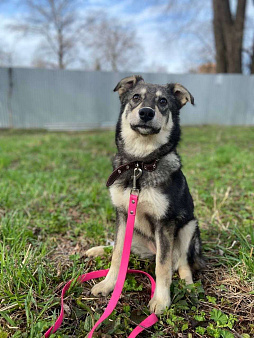 Даная якутенок в добрые руки