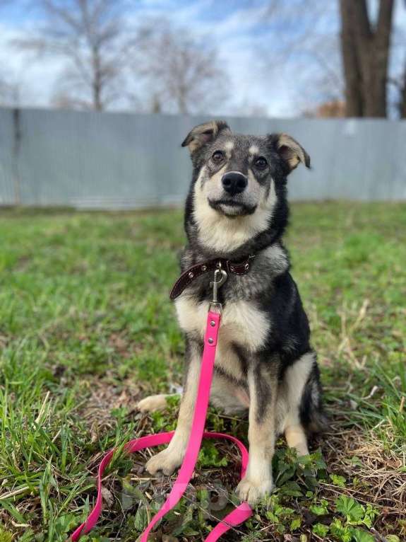 Собаки в Москве: Даная якутенок в добрые руки Девочка, Бесплатно - фото 1