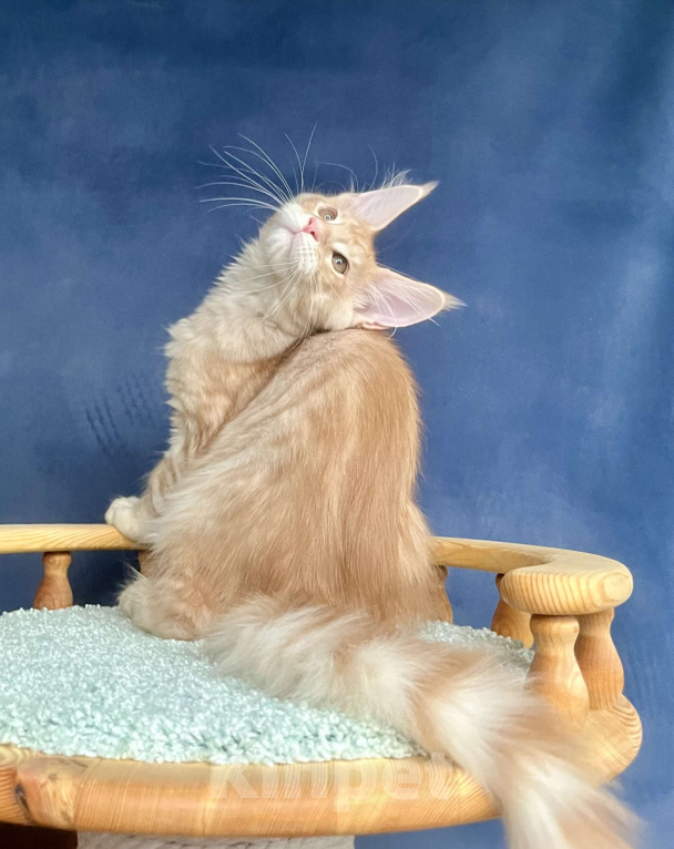 Кошки в Санкт-Петербурге: Мальчик Джемесон  Мальчик, 70 000 руб. - фото 4