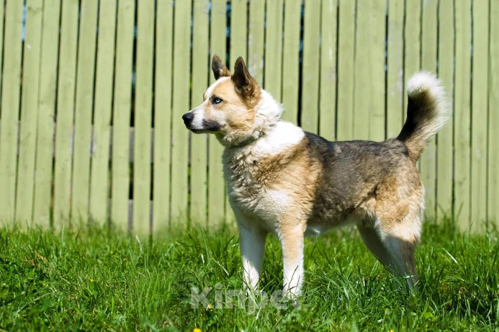 Собаки в Москве: Алмаз Мальчик, Бесплатно - фото 6