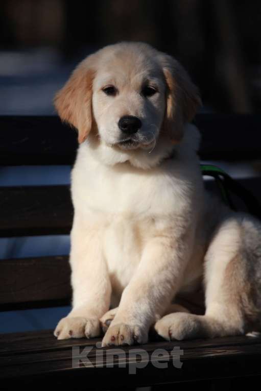 Собаки в Москве: Золотистый ретривер  Девочка, 90 000 руб. - фото 5