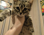 Кошки в Воронеже: Отдам кошечку в добрые руки Девочка, Бесплатно - фото 5