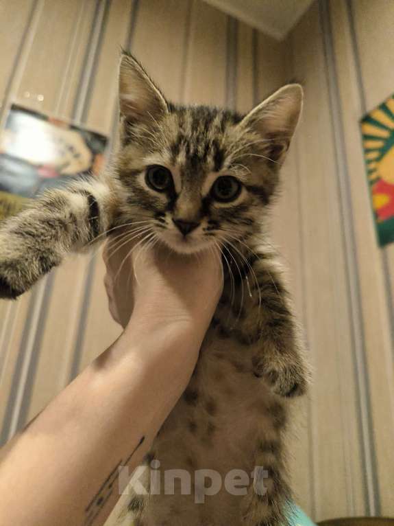 Кошки в Воронеже: Отдам кошечку в добрые руки Девочка, Бесплатно - фото 5