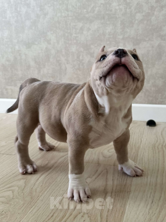 Собаки в Лыткарино: Американский булли девочка Девочка, 200 000 руб. - фото 3