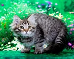 Кошки в Саратове: Котенок Дастин Мальчик, 60 000 руб. - фото 8