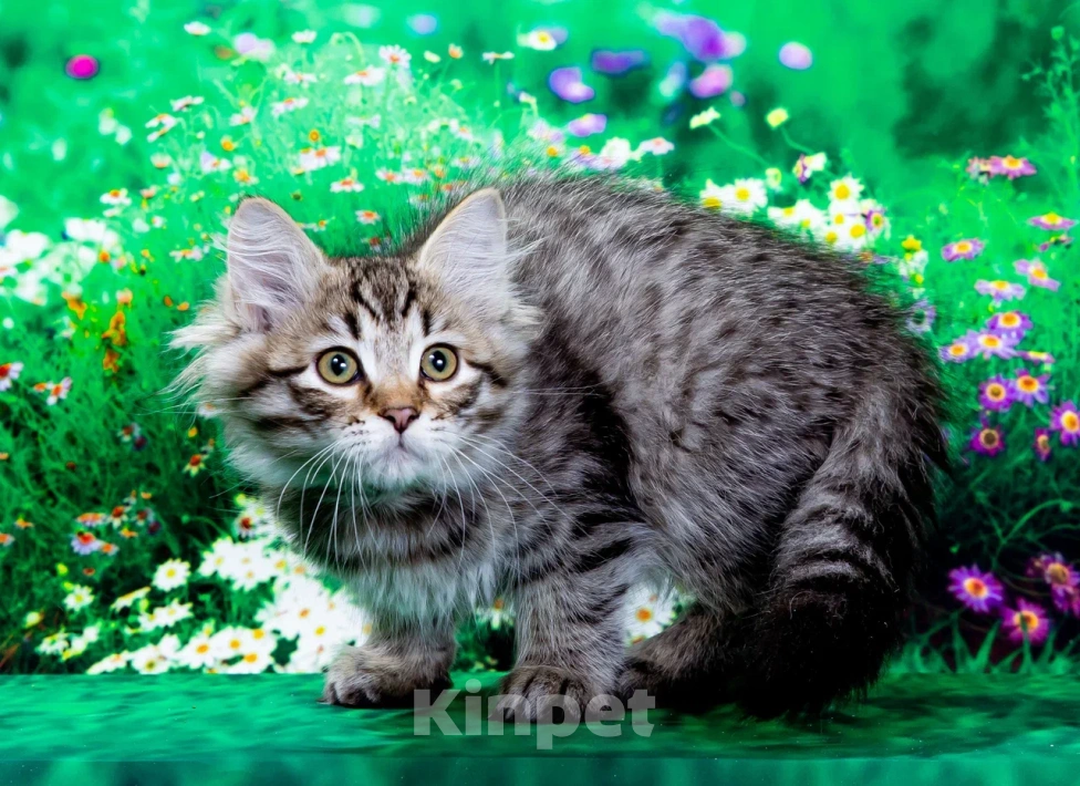 Кошки в Саратове: Котенок Дастин Мальчик, 60 000 руб. - фото 8