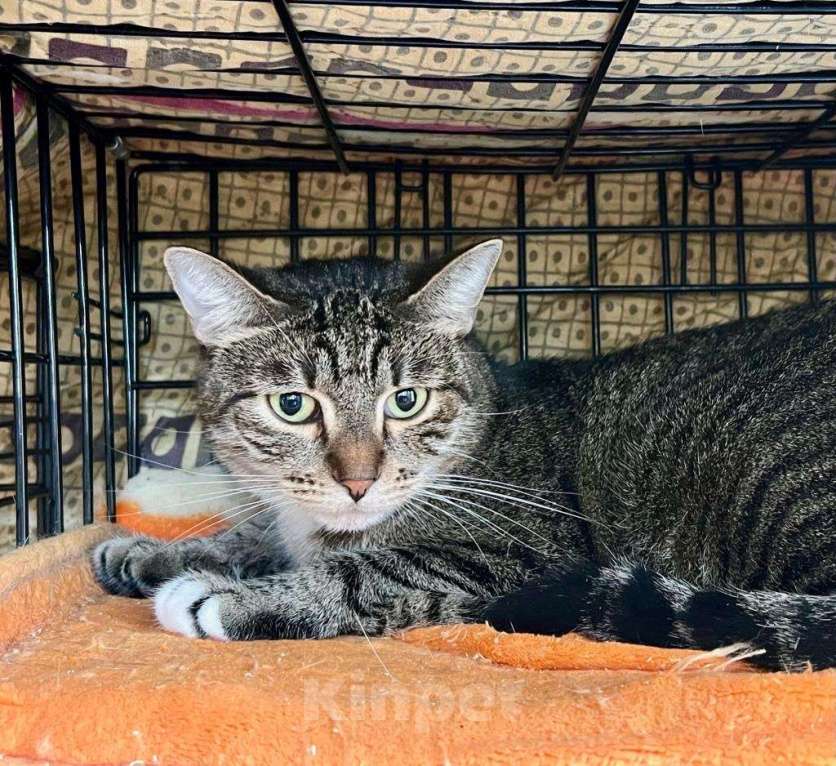 Кошки в Москве: Обаятельная полосатая кошка Риччи в добрые руки Девочка, Бесплатно - фото 4