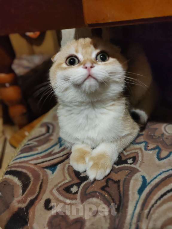 Кошки в Владивостоке: Шотландский золотой фолд Мальчик, 40 000 руб. - фото 3