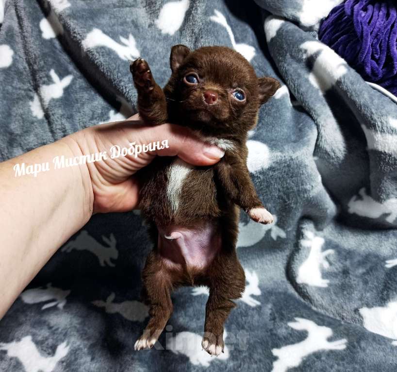 Собаки в Санкт-Петербурге: Чихуахуа Добрыня шоколадного окраса Мальчик, 70 000 руб. - фото 1