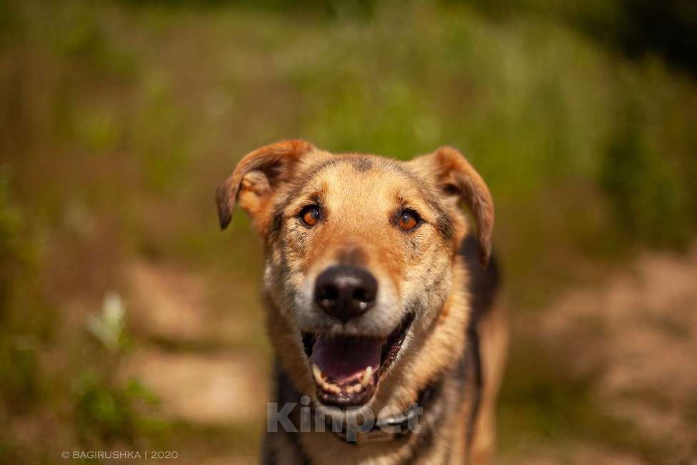 Собаки в Москве: Джой Мальчик, Бесплатно - фото 11