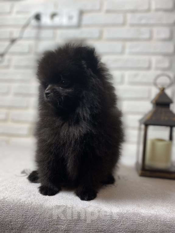 Собаки в Москве: Померанский шпиц  Девочка, 40 000 руб. - фото 9